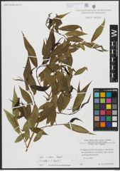 Foto von Salix alba L. x Salix fragilis L.